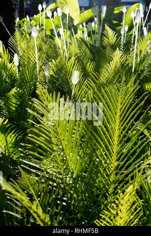 West Village Public Garden, West End, Brisbane, Queensland, Australien Stockfoto