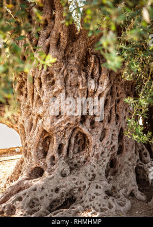 Hintergrund Textur mit 1500 Jahre alten Olivenbaum Trunk mit Blättern und Beeren für die Ölförderung in Zypern Stockfoto