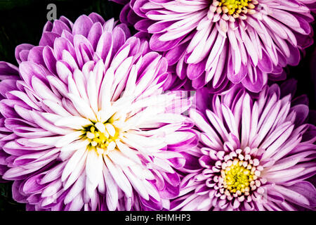 Schönen Lila Rosa Chrysanthemen als Hintergrund Bild. Stockfoto