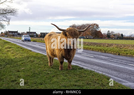 Highland Kuh stand neben einer Hauptstraße Stockfoto