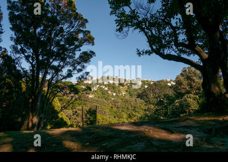 Wald, Bäume und der Landschaft in der Nähe von rodgau North Island, Neuseeland Stockfoto