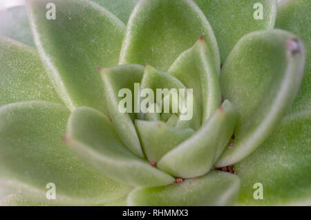 Nahaufnahme von hauswurz (Sempervivum tectorum) Stockfoto