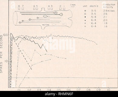 . Die biologische Bulletin. Biologie; Zoologie; Biologie; Meeresbiologie. 424 Burst Analyse DOXALD M. MAYNARD "Normal." Die Tätigkeit eines typischen Vorbereitung mehr voll in Abbildung 3 ausgewertet wird. Acht spike Arten wurden in der Burst identifiziert. Die große Spitzen hatte die größte Übertragung Geschwindigkeit und zurückgelegte Posterior, während die kleineren, langsameren Impulse von der posterioren Ganglion nach vorne lief. Die Ursprünge dieser Impulse korrespondierte mit dem anatomischen Positionen der großen und kleinen Neuron somata. (Abb. 3, Diagramm, und Abb. 1). Diese Vereinigung der große Spitzen mit Th Stockfoto