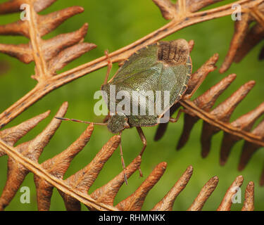 Gemeinsame Green Shieldbug (Palomena prasina) noch mit einigen winter Farbe kriechen auf Farn im Winter. Tipperary, Irland Stockfoto