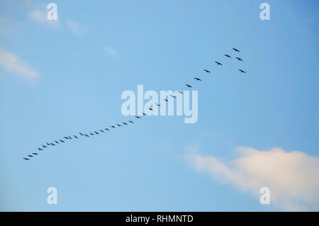 Bird Migration. Ein Schwarm Vögel fliegen in Formation ein Pfeil auf blauem Himmel Hintergrund. In Galiläa, Israel im Januar fotografiert. Stockfoto