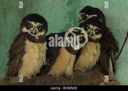 Spectacled Eulen Stockfoto