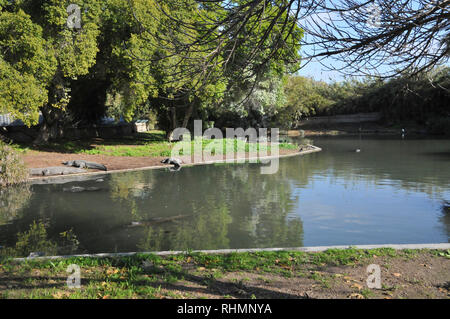 Crocodile Farm in Hamat Gader Panade, hat Golanhöhen, Israel, Hamat Gader 4 Quellen von Mineralwasser. Weitere Attraktionen sind eine archäologische sit Stockfoto