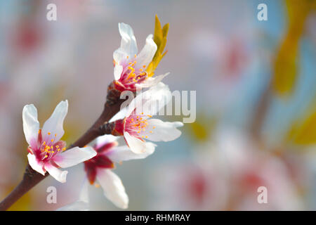 Schöne Mandelblüte auf der almont tree branch Stockfoto