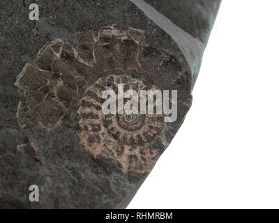 Nahaufnahme der kleine Ammoniten prähistorische Fossil auf Stein. Auf Jurassic Coast gefunden, in der Nähe von Lyme Bay, Großbritannien. Archäologie, Paläontologie, auf weissem isoliert. Stockfoto