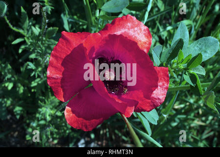 Golden Fliegen sitzen auf einem roten Mohn Blume und durch eine Lupe vergrößert Stockfoto