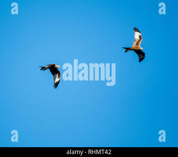 Paar rote Drachen in blauer Himmel fliegen über Lesen Stockfoto