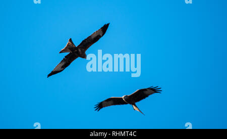 Paar rote Drachen in blauer Himmel fliegen über Lesen Stockfoto
