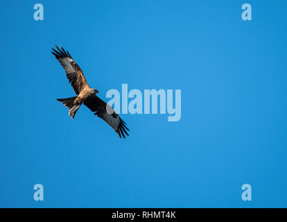 Rote Drachen fliegen am blauen Himmel über der Lektüre Stockfoto