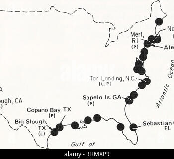 . Die biologische Bulletin. Biologie; Zoologie; Biologie; Meeresbiologie. Elkhorn Slough, CA Mission Junge, CA (L) Tijuana Slough, CA". Hafen von New Bedford, MA M Alewife Cove. CT (P) Sebastian Bach FL (P) Mexiko ABBILDUNG 1. Verteilung der Streblospio benedicti entlang der Küste der Vereinigten Staaten, die in der Literatur angegeben. Reproduktive Modi finden Sie unter Sampling sites in dieser Studie mit der Bezeichnung sind in Klammern ("L" = lecithotrophic, "P" = planktotrophic). (8 cm Durchmesser) mit feinen Sedimente aus Sippewissett Marsh in Falmouth, Massachusetts. Sedimente (&lt; 1 mm Durchmesser) fr Waren Stockfoto