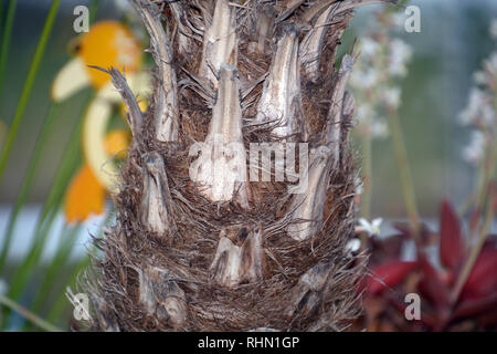 Fan Palm Tree Trunk mit abgeschnitten, getrocknete Blätter, Nahaufnahme der Faser fan Palm trunk Stockfoto