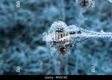 In der Nähe des gefrorenen Blumen und Zweige mit Eiskristallen während der bunten Winter morgen Stockfoto