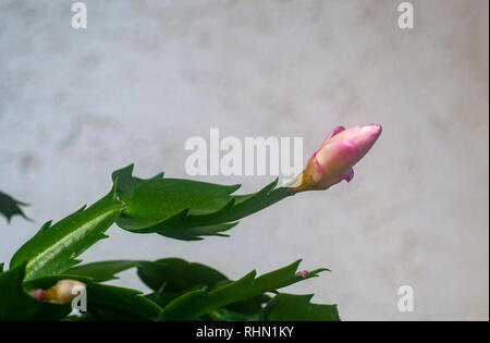 Blumen Weihnachtskaktus (Schlumbergera bridgesii). Dieser Kaktus ist in der Orgel Bergwälder gefunden, nördlich von Rio de Janeiro, Brasilien. Es ist cultiva Stockfoto