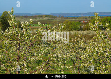 Cherry Orchard, Old Mission Peninsula, Traverse City, Michigan, USA Stockfoto