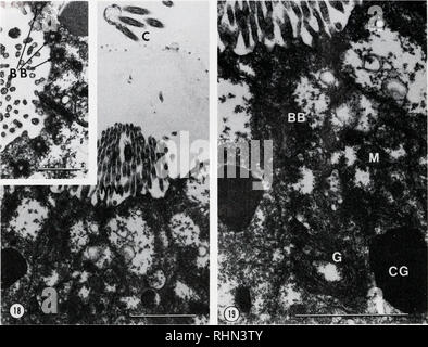 . Die biologische Bulletin. Biologie; Zoologie; Biologie; Meeresbiologie. 236 WILLIAM R. ECKBERG. Abbildungen 18-19. Abbildung 18. Schnitt durch die Apikalen Orgel mit Mikrovilli (MV) und Zilien (C). Bildeinsatz: drei basalen Stellen können in einer Zelle des apikalen Orgel gesehen werden (BB, Pfeile). Scale=1.0 urn. Abbildung 19. Höhere Vergrößerung Electron Micrograph des apikalen Organzellen Übersicht basale Gremien (BB), kortikale Granulat (CG), und Golgi-apparat (G). Maßstabsbalken = 2,0 in der unbefruchteten Eizelle, die hyaloplasm wurde in der Spindel Region und ausgeschlossenen Strukturen wie Mitochondrien, Eigelb, Lipid und Kortikalen Stockfoto