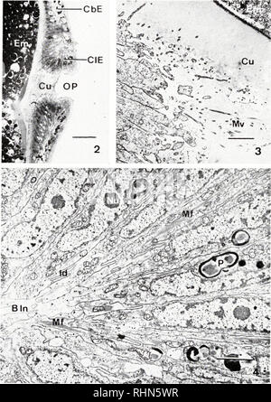 . Die biologische Bulletin. Biologie; Zoologie; Biologie; Meeresbiologie. "Cu -"; - : - V^&amp;. Abbildung 2. Licht Aufnahme eines Sagittalschnitt durch ein Brütendes operculum zeigt die columnar epithelium (CIE) grenzt an die opercular Pore (OP), quaderförmigen Epithel (CbE), Nagelhaut (C'u) und Embryonen (EM) innerhalb der Brut-kammer. Maßstab ist gleich 20/j .. Abbildung 3. Einen dünnen Schnitt durch die apikale Region Der columnar Epithelium grenzt an die Pore eines brütenden operculums. Beachten Sie die schmalen Durchmesser der Epithelzellen, die lange Mikrovilli (MV) Eindringen des filamentösen Kutikula (Cu) und einem Portio Stockfoto