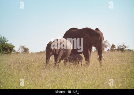 Afrikanischer Elefant (Loxodonta africana) Kuh mit jungen Kalb in Wüste Bush, Kenia Stockfoto