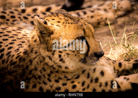 Ein Gepard Aalen in der Sonne Stockfoto