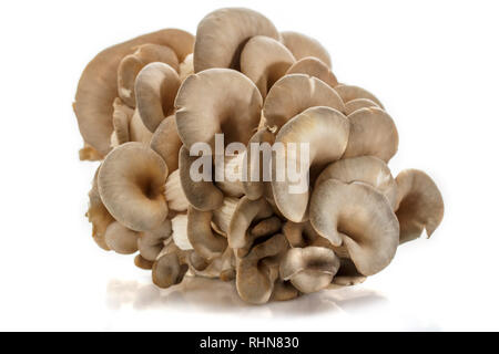 Austernpilze, einem Haufen Pilze auf einem weißen Hintergrund. Umweltfreundliche protein Produkt. Stockfoto
