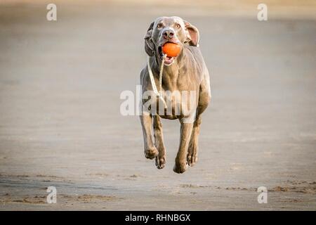 Southport, Merseyside, UK. 3. Februar 2019. Weimaraner zu spielen. Kobi, einem schönen fünf Jahre alte Weimaraner, spielt mit seinem Liebling Seil Kugel entlang den Ufern von Southport Strand in Merseyside. Der Weimaraner ist ein großer Hund, der ursprünglich für die Jagd im frühen 19. Jahrhundert gezüchtet wurde. Frühe Weimaraners wurden von Lizenzgebühren für die Jagd auf große Spiel wie Wildschweine, Bären und Hirsche verwendet. Credit: cernan Elias/Alamy leben Nachrichten Stockfoto