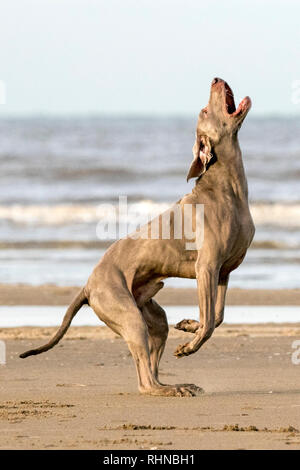 Southport, Merseyside, UK. 3. Februar 2019. Weimaraner zu spielen. Kobi, einem schönen fünf Jahre alte Weimaraner, spielt mit seinem Liebling Seil Kugel entlang den Ufern von Southport Strand in Merseyside. Der Weimaraner ist ein großer Hund, der ursprünglich für die Jagd im frühen 19. Jahrhundert gezüchtet wurde. Frühe Weimaraners wurden von Lizenzgebühren für die Jagd auf große Spiel wie Wildschweine, Bären und Hirsche verwendet. Credit: cernan Elias/Alamy leben Nachrichten Stockfoto