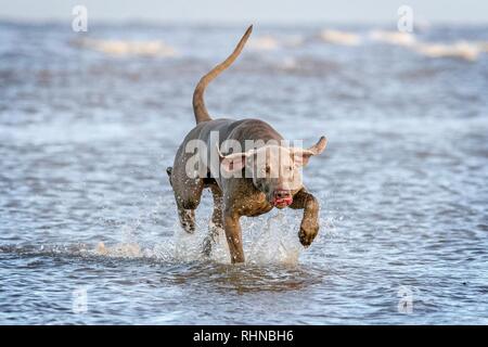 Southport, Merseyside, UK. 3. Februar 2019. Weimaraner zu spielen. Kobi, einem schönen fünf Jahre alte Weimaraner, spielt mit seinem Liebling Seil Kugel entlang den Ufern von Southport Strand in Merseyside. Der Weimaraner ist ein großer Hund, der ursprünglich für die Jagd im frühen 19. Jahrhundert gezüchtet wurde. Frühe Weimaraners wurden von Lizenzgebühren für die Jagd auf große Spiel wie Wildschweine, Bären und Hirsche verwendet. Credit: cernan Elias/Alamy leben Nachrichten Stockfoto