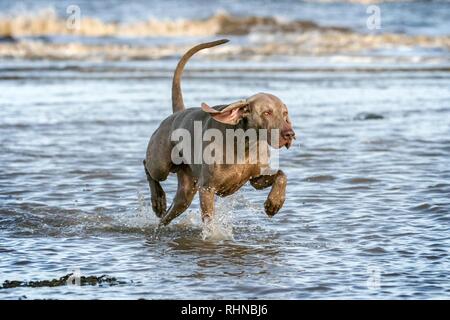 Southport, Merseyside, UK. 3. Februar 2019. Weimaraner zu spielen. Kobi, einem schönen fünf Jahre alte Weimaraner, spielt mit seinem Liebling Seil Kugel entlang den Ufern von Southport Strand in Merseyside. Der Weimaraner ist ein großer Hund, der ursprünglich für die Jagd im frühen 19. Jahrhundert gezüchtet wurde. Frühe Weimaraners wurden von Lizenzgebühren für die Jagd auf große Spiel wie Wildschweine, Bären und Hirsche verwendet. Credit: cernan Elias/Alamy leben Nachrichten Stockfoto