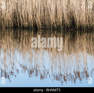 Wareham, Dorset, Großbritannien. 3. Februar 2019. UK Wetter: Kühl und hell Morgen entlang dem Fluss Frome in Wareham. Schilf im Wasser an einem hellen, sonnigen Winter wider. Credit: PQ/Alamy leben Nachrichten Stockfoto