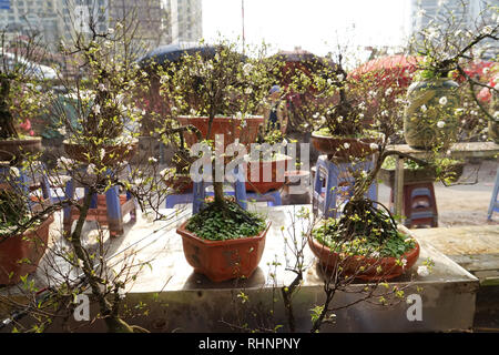 Hanoi, Vietnam. 28 Jan, 2019. Pflaume Blüten werden auf dem Blumenmarkt in Hanoi. Die kleinen Bäume sollten viel Glück im neuen Jahr bringen. (Dpa' Goldfisch für Jade Kaiser: Religiöse Rituale sind dauerhafte in Vietnam" vom 04.02.2019) Credit: Bennett Murray/dpa/Alamy leben Nachrichten Stockfoto