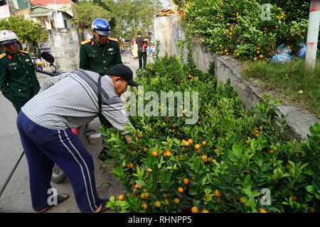 Hanoi, Vietnam. 28 Jan, 2019. Ein Mann verkauft kumquat Bäume in Hanoi. Es wird davon ausgegangen, dass die kumquat Bäume werden viel Glück im neuen Jahr bringen. (Dpa' Goldfisch für Jade Kaiser: Religiöse Rituale sind dauerhafte in Vietnam" vom 04.02.2019) Credit: Bennett Murray/dpa/Alamy leben Nachrichten Stockfoto