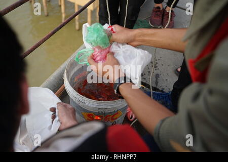 Hanoi, Vietnam. 28 Jan, 2019. Goldfish sind in einen Eimer gießen. Sie sind in den roten Fluß von einer Brücke geworfen zu werden. Es wird angenommen, dass eine Freigabe der Fisch für das Neue Jahr viel Glück bringen. (Dpa' Goldfisch für Jade Kaiser: Religiöse Rituale sind dauerhafte in Vietnam" vom 04.02.2019) Credit: Bennett Murray/dpa/Alamy leben Nachrichten Stockfoto