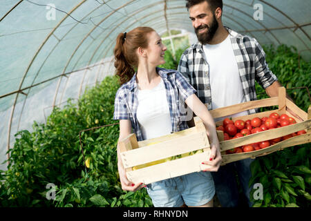 Das freundliche Team der Ernte von frischem Gemüse aus dem Gewächshaus Garten Stockfoto