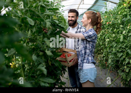 Das freundliche Team der Ernte von frischem Gemüse aus dem Gewächshaus Garten Stockfoto