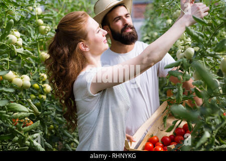 Junges Paar der Landwirte arbeiten im Gewächshaus Stockfoto