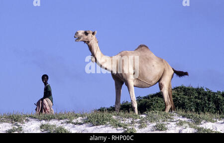 15. Oktober 1993 ein Dromedar Kamel mit seinen Herder in Sanddünen an der Küste, südlich von Mogadischu, Somalia. Stockfoto