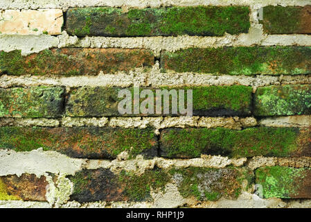 Alten Ziegelmauern mit Flechten Textur Stockfoto