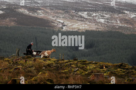 John rigney, Vorsitzender der Slieve Bloom Verband macht sich auf den Weg nach oben Spink Hill, Co Offaly, für die 'Milking des Festivals die Ziege". Das Festival feiert Imbolc, die den Beginn des Frühlings, Marken und ist einer der vier Keltische Jahresfeste. Stockfoto