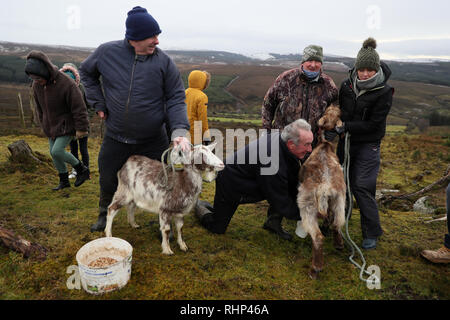 John rigney, Vorsitzender der Slieve Bloom Association, Milch eine Ziege während der 'Milking des Festivals die Ziege' auf Spink Hill, Co Offaly. Das Festival feiert Imbolc, die den Beginn des Frühlings, Marken und ist einer der vier Keltische Jahresfeste. Stockfoto