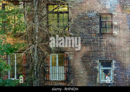 Windows auf dem Hintergrund der alten Mauer des alten Gebäudes mit einem halb getrocknet Baum im Vordergrund auf der linken Seite. Stockfoto