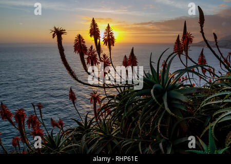 Aloe Pflanzen und Blick von der Cristo Rei Sicht bei Sonnenuntergang, Garajau, Madeira Stockfoto