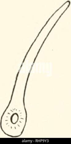 . Die biologische Bulletin. Biologie; Zoologie; Biologie; Meeresbiologie. Angehende und Fortbewegung in SCYPHISTOMAS 107 (nilblau Sulfat) waren auf der Seite des oberen Halm platziert. (Der polyp wurde gelegt auf ein Stück Papier und einen Kristall der Farbstoff wurde an die Oberfläche für ein paar Sekunden berührte. Die-polvp wurde dann zum Meer Wasser zurück und anhaftenden Färbung war abgewaschen.) In einigen Fällen stolons wuchs aus der Region der Spot, oder nur vor Ort. Es wurde dann festgestellt, dass die Spots länglich in die Ausläufer. Später, A. Bitte beachten Sie, dass diese Bilder aus gescannten Seite extrahiert werden Stockfoto