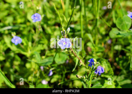 Blumenwiese der Linum usitatissimum Stockfoto