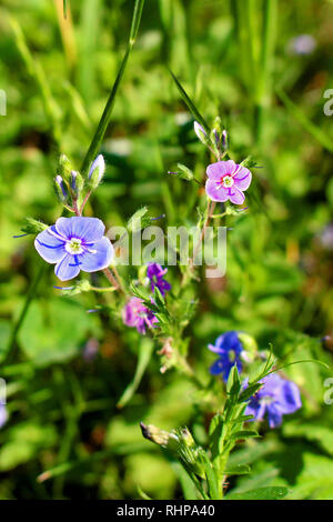 Blumenwiese der Linum usitatissimum Stockfoto