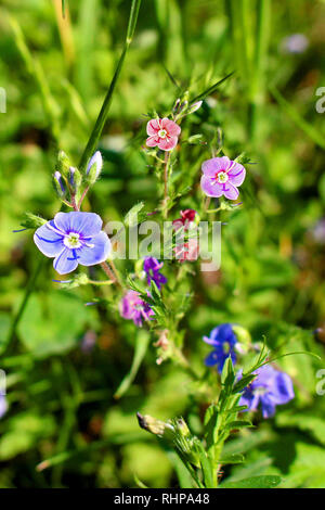 Blumenwiese der Linum usitatissimum Stockfoto