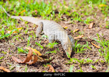 Varanus Eidechse im Vordergrund auf das Gras Stockfoto