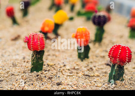 Mond Kaktus oder Gymnocalycium mihanovichii, die Mutante Cactus Gepfropft auf Hylocereus Wurzelstock Makro Nahaufnahme Hintergrund von Cactus Pigmentierung Dornen Stockfoto